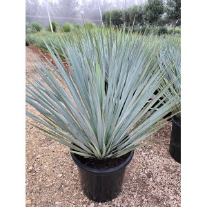 Yucca rostrata 10 LT azul